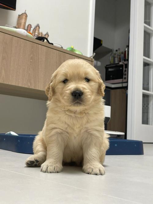 金毛幼犬出售,金毛幼犬出售纯种,金毛幼犬一个月的样子？