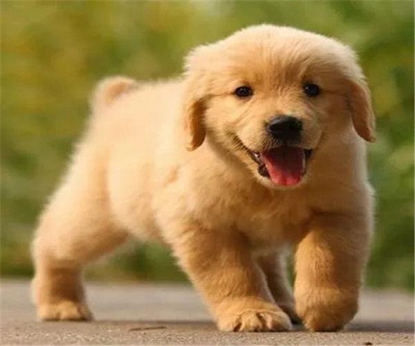 金毛幼犬价格,金毛幼犬价格多少钱一只,金毛幼犬价格？
