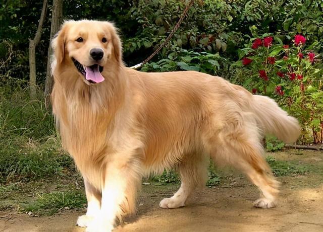 金毛大型犬,金毛大型犬还是中型犬,金毛是大型犬还是中型犬呢？
