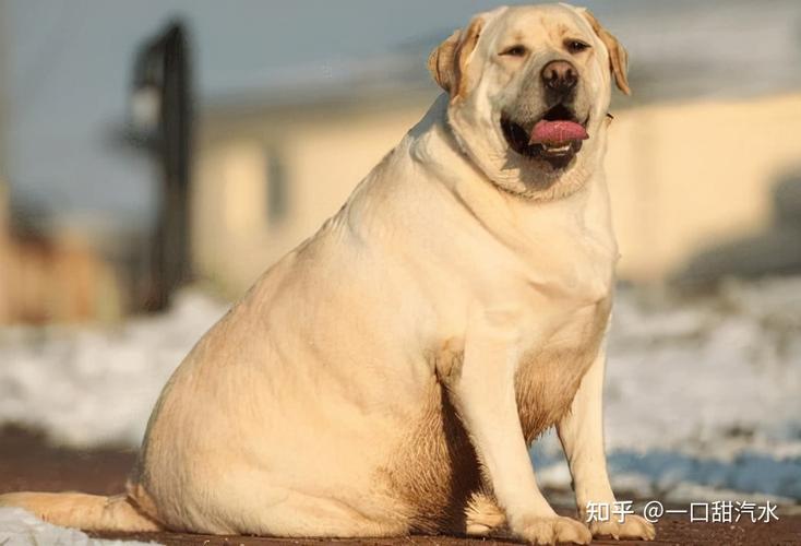 拉布拉多太胖了怎么减肥,拉布拉多太胖了怎么减肥老喘粗气,拉布拉多猎犬长太胖了，如何使它瘦下来？