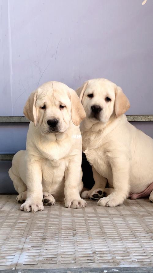 双血统拉布拉多多少钱,双血统拉布拉多多少钱一只幼犬,拉布拉多双血统和单血统的区别？