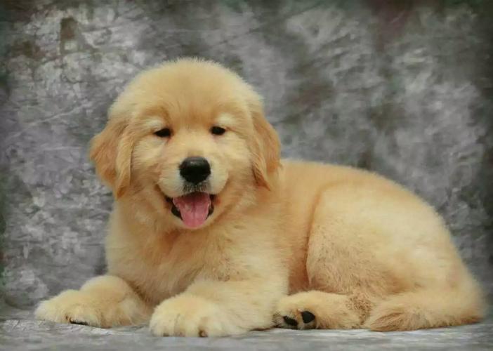双血统金毛幼犬,双血统金毛幼犬一只多少钱,哪种双血统金毛贵？