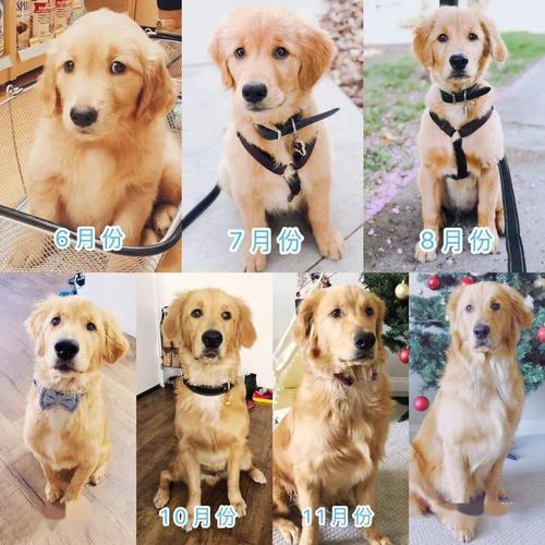 金毛成长过程,金毛成长过程图片对照表,金毛犬一般要多久才能长成成犬？