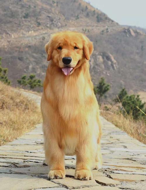 双血统金毛图片,双血统金毛图片幼犬,金毛双血统和赛级犬有什么区别？