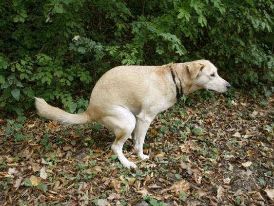 怎么训练狗狗拉屎,怎么训练狗狗拉屎拉到指定的位置?,如何训练小狗去草丛拉屎？