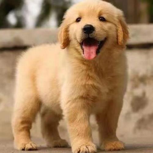 纯种金毛幼犬图片,纯种金毛幼犬图片两个月,为什么金毛比别的纯种狗聪明？