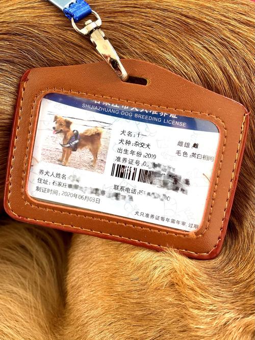 金毛能办狗证吗,金毛能办狗证吗北京,我想为我的金毛办狗证，但不知怎么办，该去哪办？