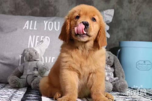 赛级金毛幼犬,赛级金毛幼犬多少钱一只,纯种金毛幼犬4-5个月特征？