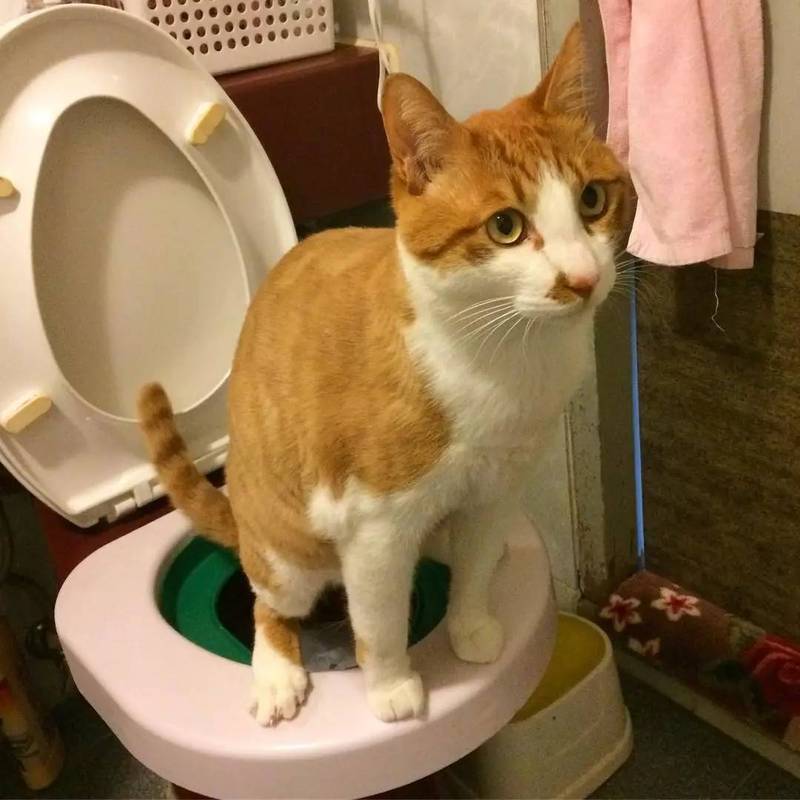 猫一般什么时候拉屎,猫一般什么时候拉屎,一天拉几次,猫什么时候上厕所？