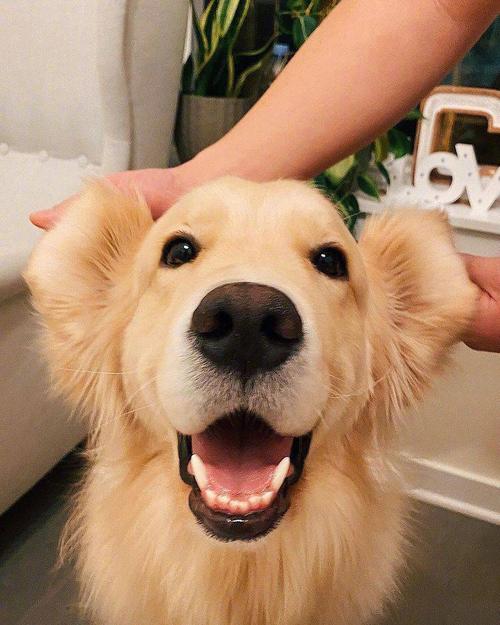 金毛笑的图片,金毛笑的图片大全集,关于狗子治愈笑的意义？