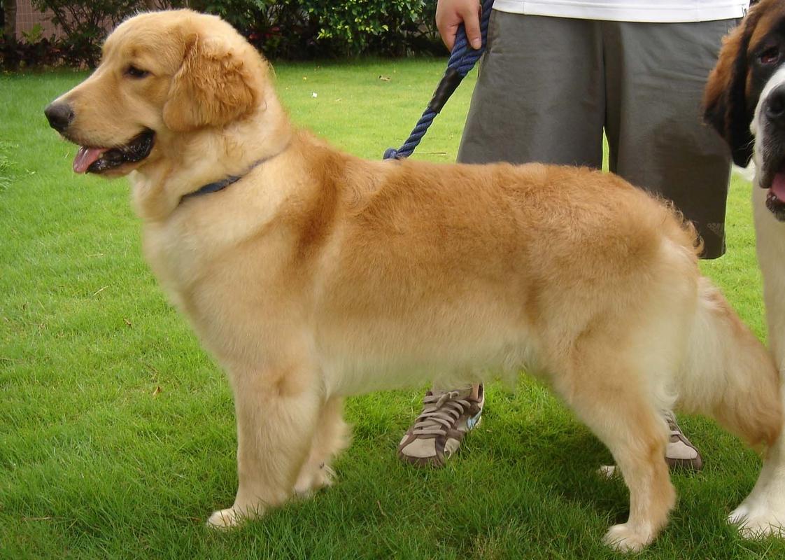 金毛成犬体重,金毛成犬体重多少正常,金毛100天体重标准？