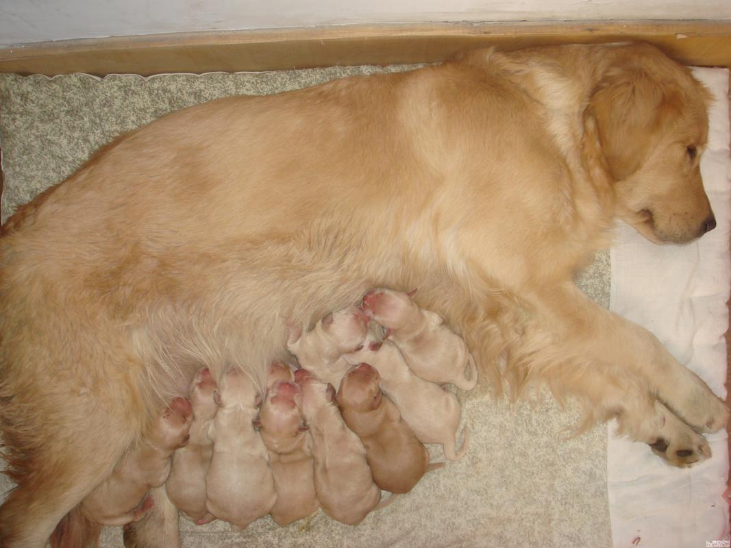金毛几个月生小狗,金毛几个月生小狗崽,金毛几个月出生？
