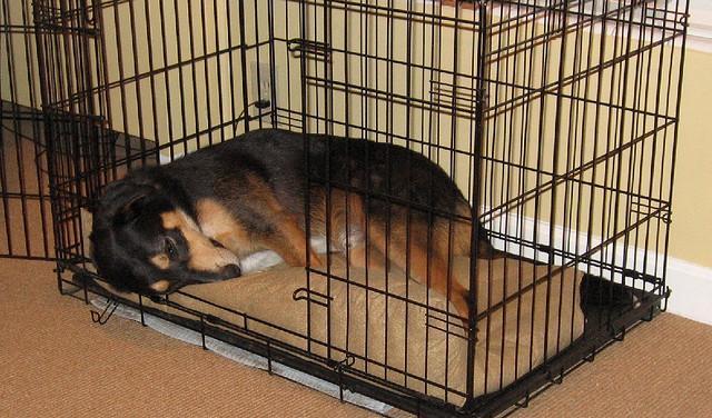 怎么让狗狗在笼子里不叫,怎么让狗狗在笼子里不叫唤,怎样训练泰迪在笼子里不叫？