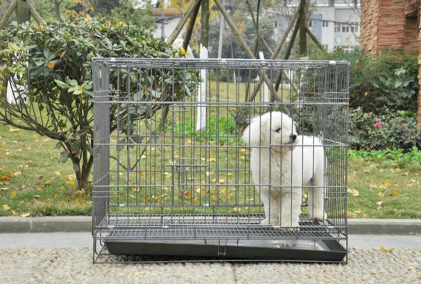 小狗在笼子里一直叫怎么办,小狗在笼子里一直叫怎么办哆嗦呢,把狗关在笼子里不适应一直叫怎么办？