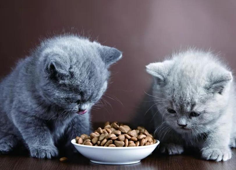 猫咪吃多少,猫咪吃多少猫粮合适,小猫一天吃几顿最好？