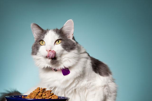 猫咪吃什么好,猫咪吃什么好消化,猫猫吃什么最好？