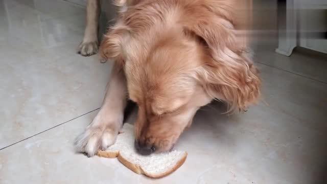 金毛可以吃面包吗,小金毛可以吃面包片吗,几个月大的狗可以吃面包吗？