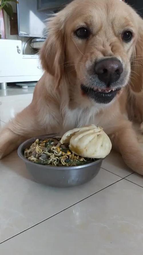 金毛能吃面包吗,金毛能吃面包吗?,几个月大的狗可以吃面包吗？