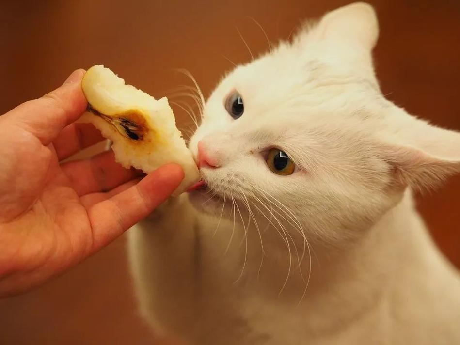 猫咪可以吃什么,猫咪可以吃什么水果,猫能吃水煮什么？