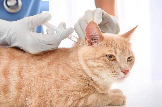猫咪疫苗怎么打,猫咪疫苗怎么打示范图,养一只猫咪，要给它打什么疫苗呢？