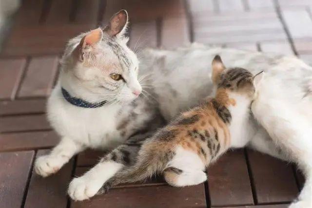 猫咪为什么踩奶,猫咪为什么踩奶,小猫踩奶是咋回事？