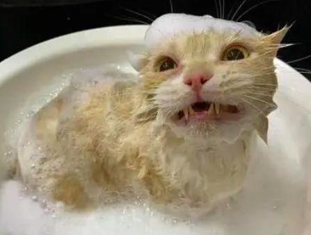 猫咪洗澡多少钱,猫咪洗澡多少钱一次,猫咪洗澡水温？