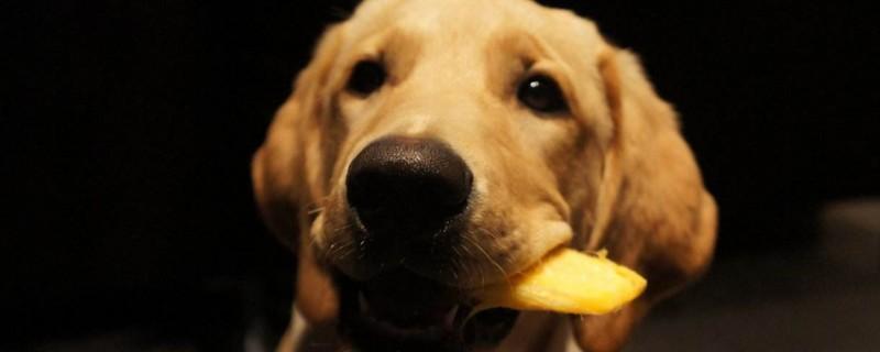 金毛可以吃芒果吗,金毛可以吃芒果吗?,狗可以吃芒果吗？