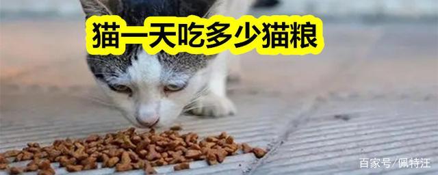 猫咪每天吃多少,猫咪每天吃多少猫粮,猫一天吃多少算正常？