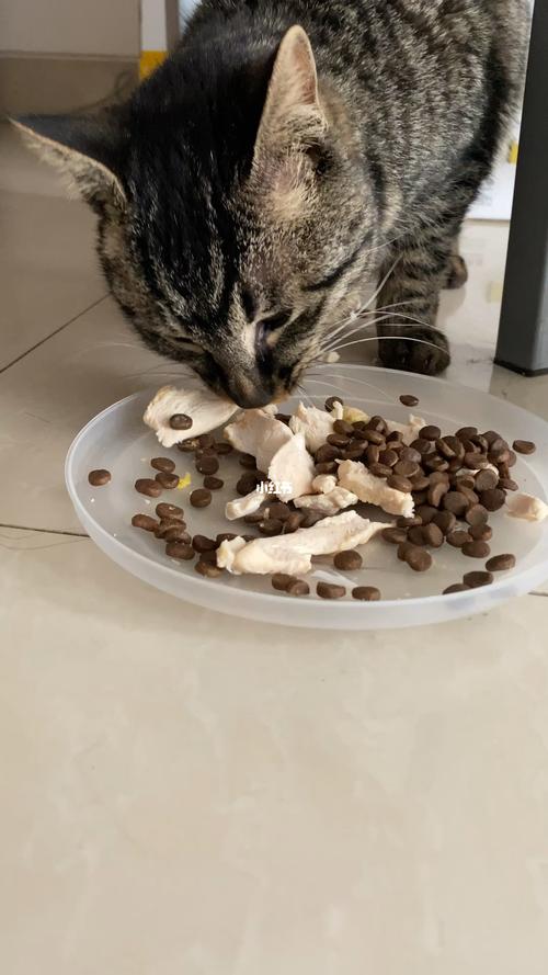 猫咪不吃猫粮怎么办,猫咪不吃猫粮怎么办只吃零食,猫不吃猫粮怎么办？