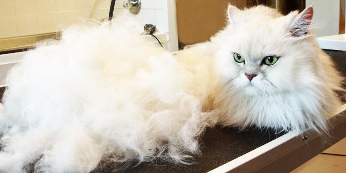 猫咪为什么掉毛,猫咪为什么掉毛严重,猫掉毛的原因及解决方法？