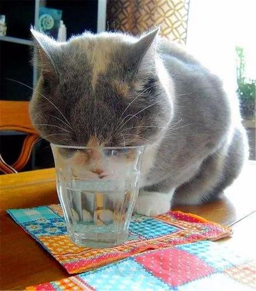 猫咪不喝水怎么办,猫咪不喝水怎么办小妙招,猫咪不爱喝水怎么办？