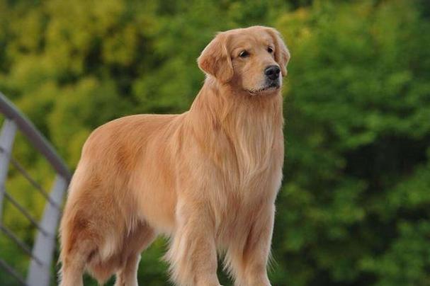 金毛运动量大吗,12种最适合懒人养的狗狗,金毛的体力如何？