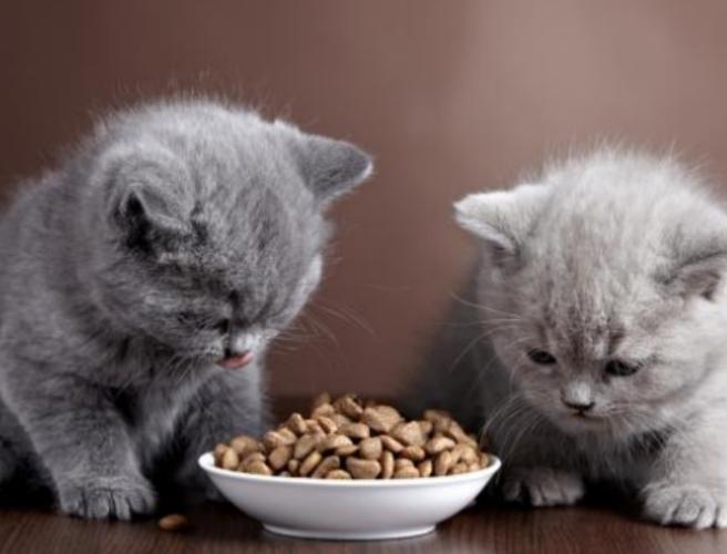猫咪都吃什么,猫咪都吃什么东西,几个月的猫吃什么？