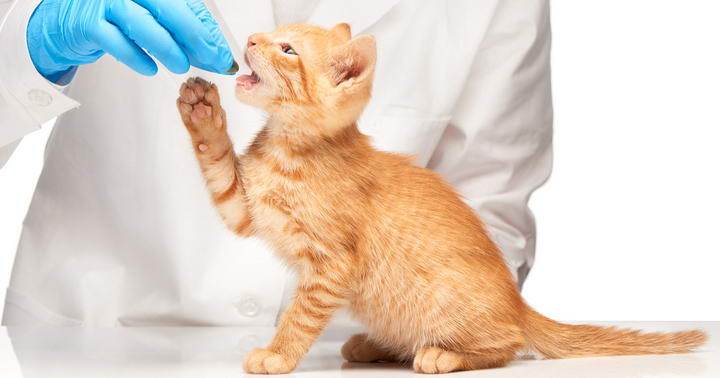 怎么给猫咪喂药,怎么给猫咪喂药片,怎样给猫咪喂药？