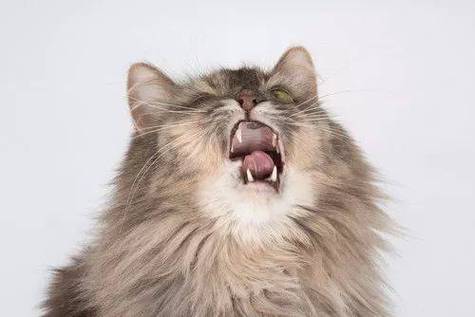 猫咪为什么打喷嚏,猫咪为什么打喷嚏流鼻涕,猫吃喝正常就是打喷嚏是怎么回事？