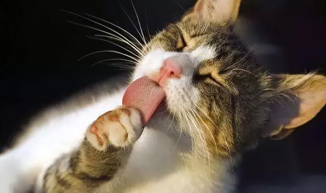 猫咪为什么舔自己,猫咪为什么舔自己的爪子,为什么猫会舔自己的身体？