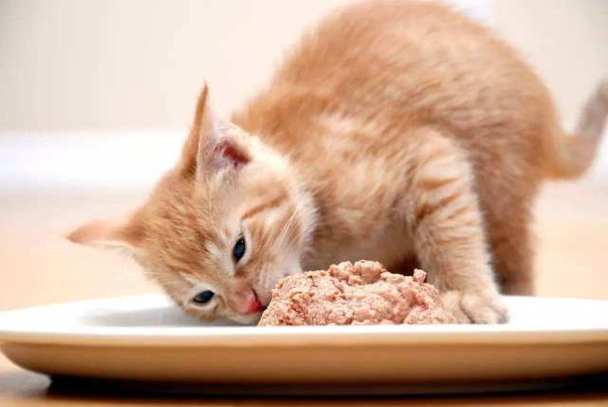 猫咪为什么不吃饭,猫咪为什么不吃饭.而且无精打采,猫咪不吃饭怎么回事？