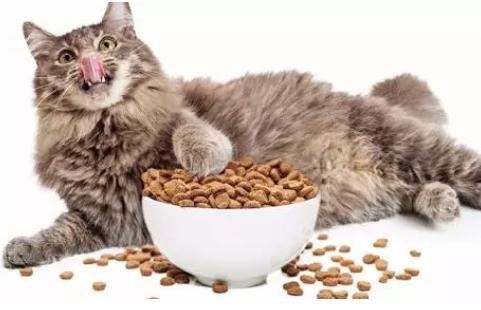 猫咪一天吃多少猫粮,猫咪一天吃多少猫粮合适,一只猫一天吃多少猫粮？