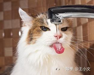 猫咪脱水怎么办,猫咪脱水怎么办吃什么,猫脱水后如何在家快速补水？