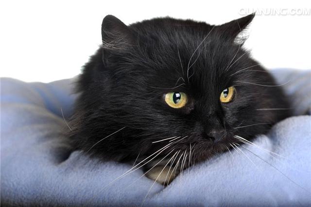 猫咪有什么特点,黑色脚垫的猫咪有什么特点,一只想飞的猫这本书的鹅特点？