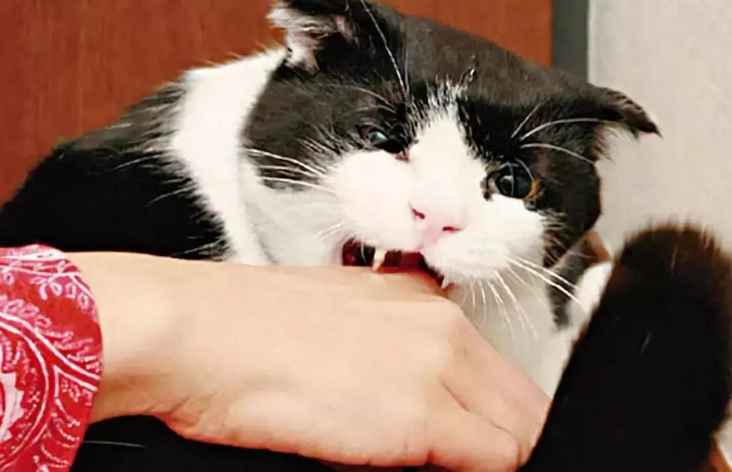 猫咪为什么喜欢咬人,猫咪为什么喜欢咬人的手和脚?,猫咬人什么原因？