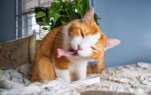 猫咪口臭吃什么,猫咪口臭吃什么可以改善,猫猫口臭的解决方法？