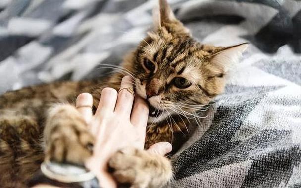 为什么猫咪喜欢咬人,为什么猫咪喜欢咬人的手脚,猫喜欢咬人是什么原因？