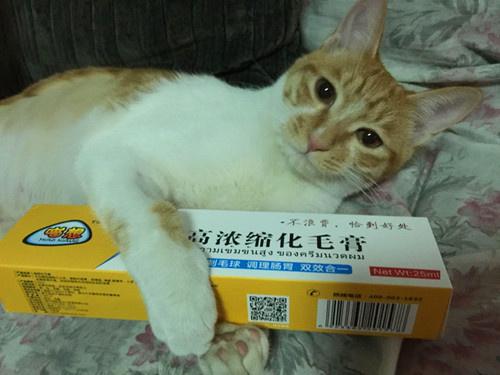 猫咪便秘吃什么药,猫咪便秘吃什么药最快排便,猫咪便秘吃处方粮好还是吃聚乙二醇3350？