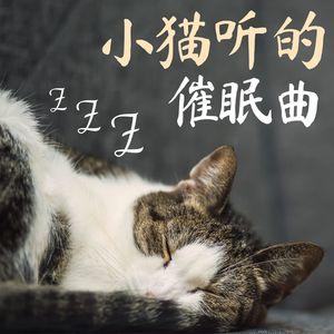 如何让猫咪睡觉,猫咪的催眠曲10秒入睡,怎么教猫猫不上床睡觉？