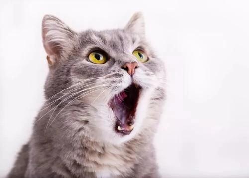 猫咪嘴臭怎么办,猫咪嘴臭怎么办解决,猫咪的嘴臭是怎么回事？