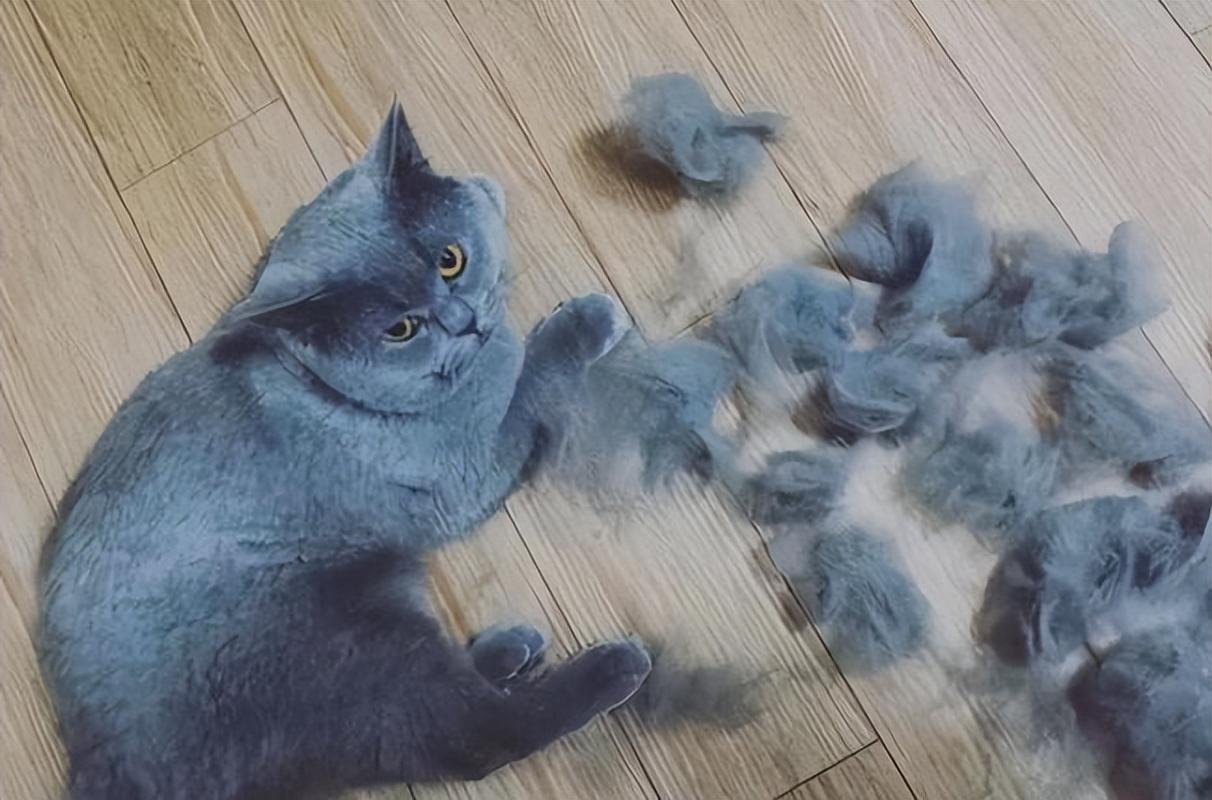 猫咪掉毛怎么处理,猫咪掉毛怎么处理干净,解决猫掉毛的最佳方法？