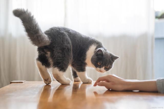 怎么训练猫咪听话,怎么训练猫咪听话叫它它就过来,怎样才能让猫咪听话？