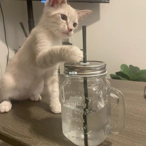 怎么给猫咪喂水,和平精英家园怎么给猫咪喂水,猫咪冬天喝水太凉怎么办？