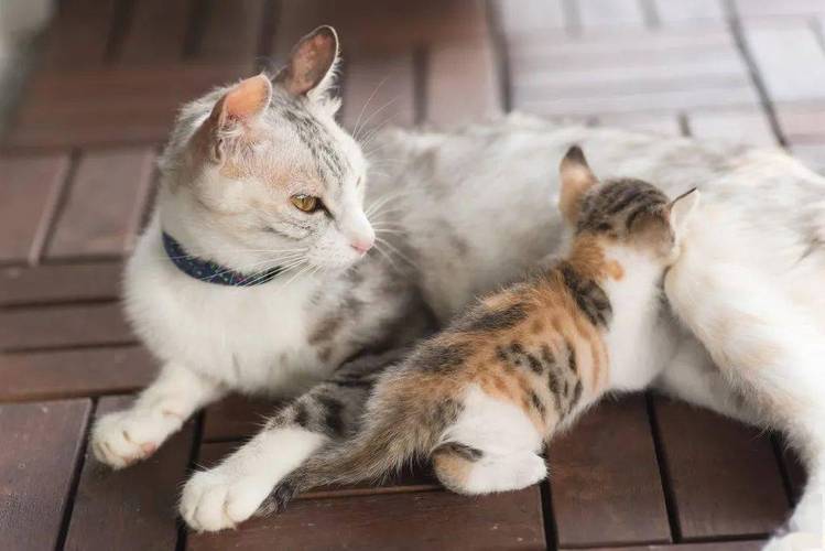 为什么猫咪会踩奶,为什么猫咪会踩奶呢,猫为什么会踩奶？